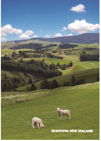 Kiwiana Card Sheep may safely graze