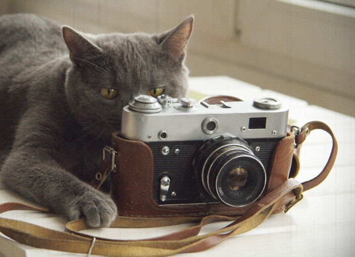 Snapshot Cat with camera