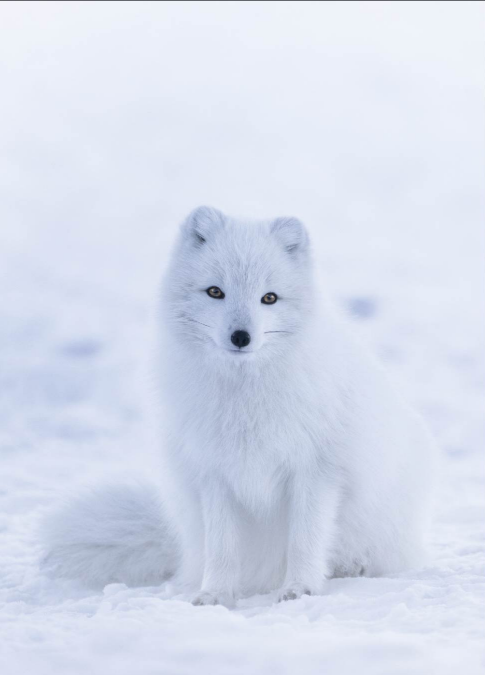 Snapshot Arctic fox