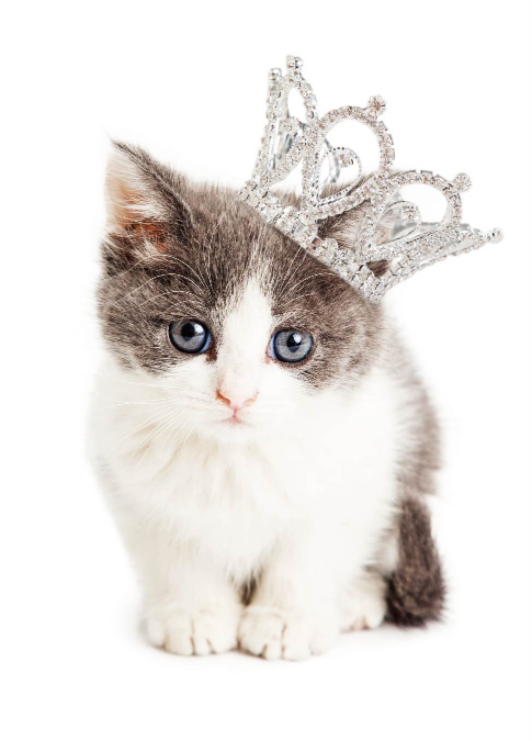 Snapshot Cat Crown