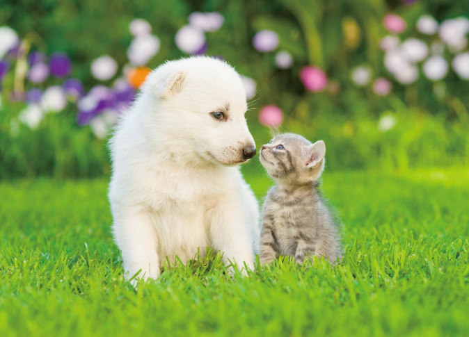 Snapshot Puppy & Kitten