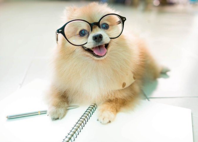 Snapshot Dog Glasses
